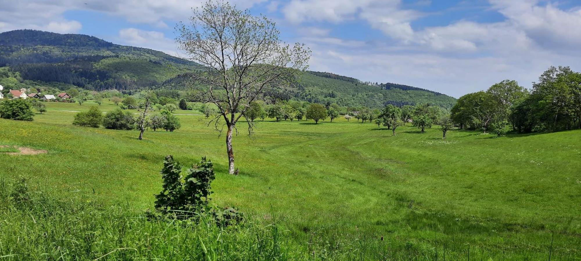 Gite Au Petit Verger Masevaux-Niederbruck Zewnętrze zdjęcie